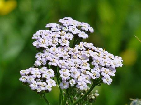 Achillea