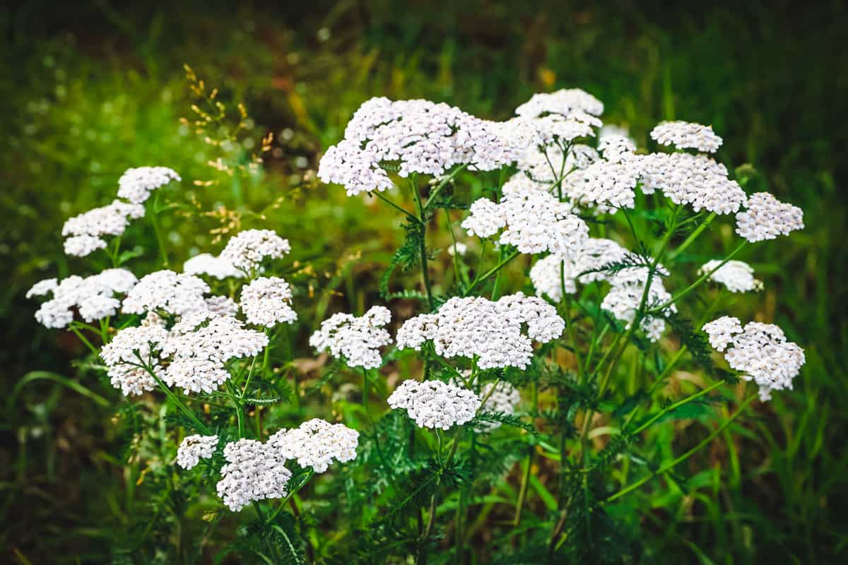 Achillea pianta