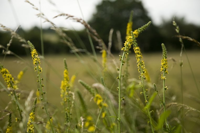 Agrimonia pianta