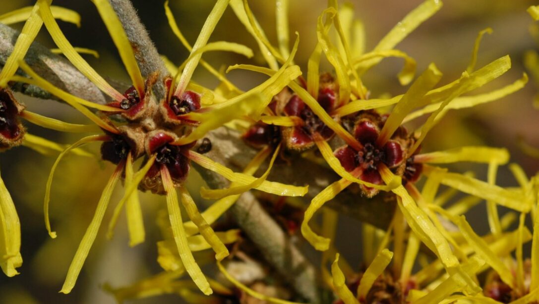 Amamelide pianta