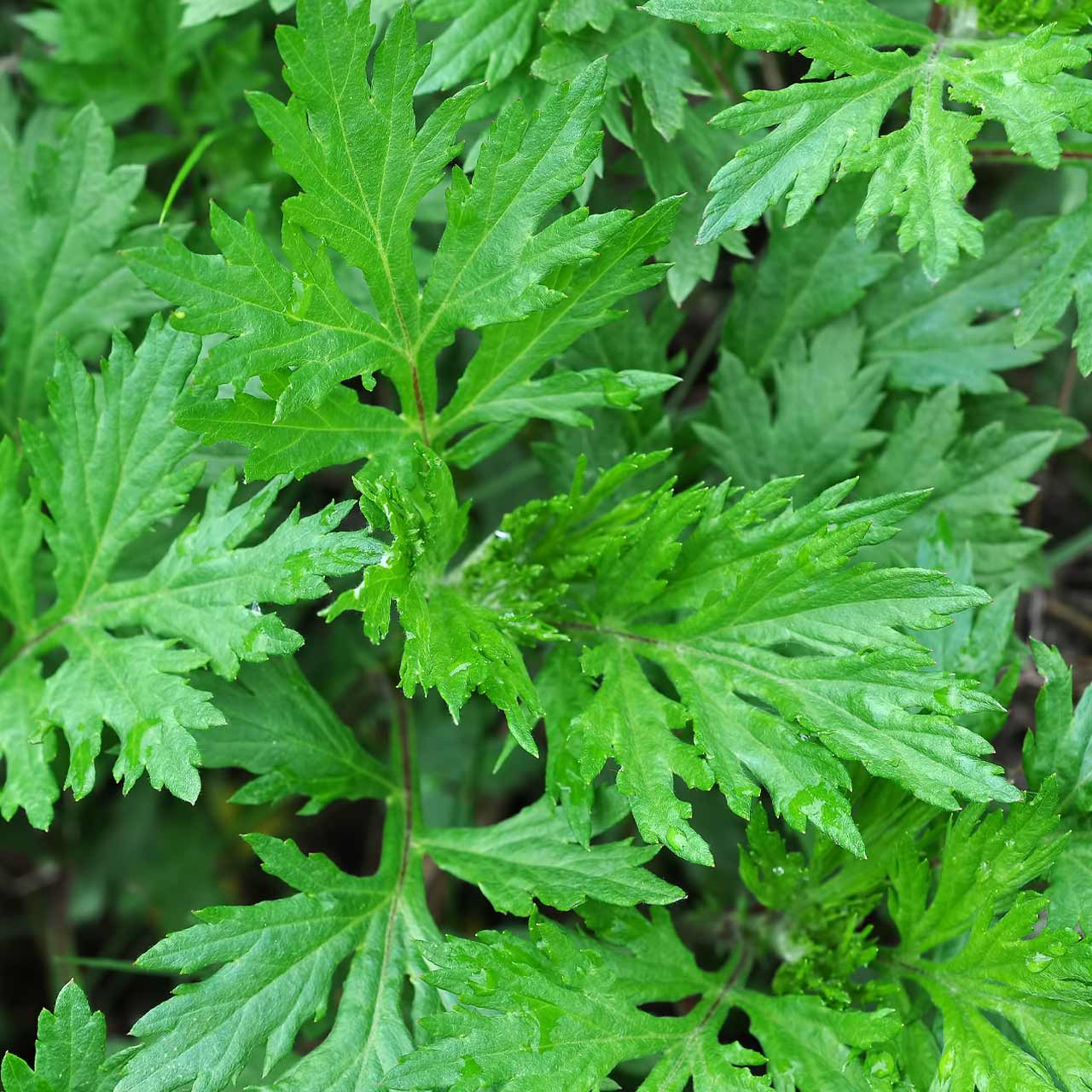 Artemisia pianta