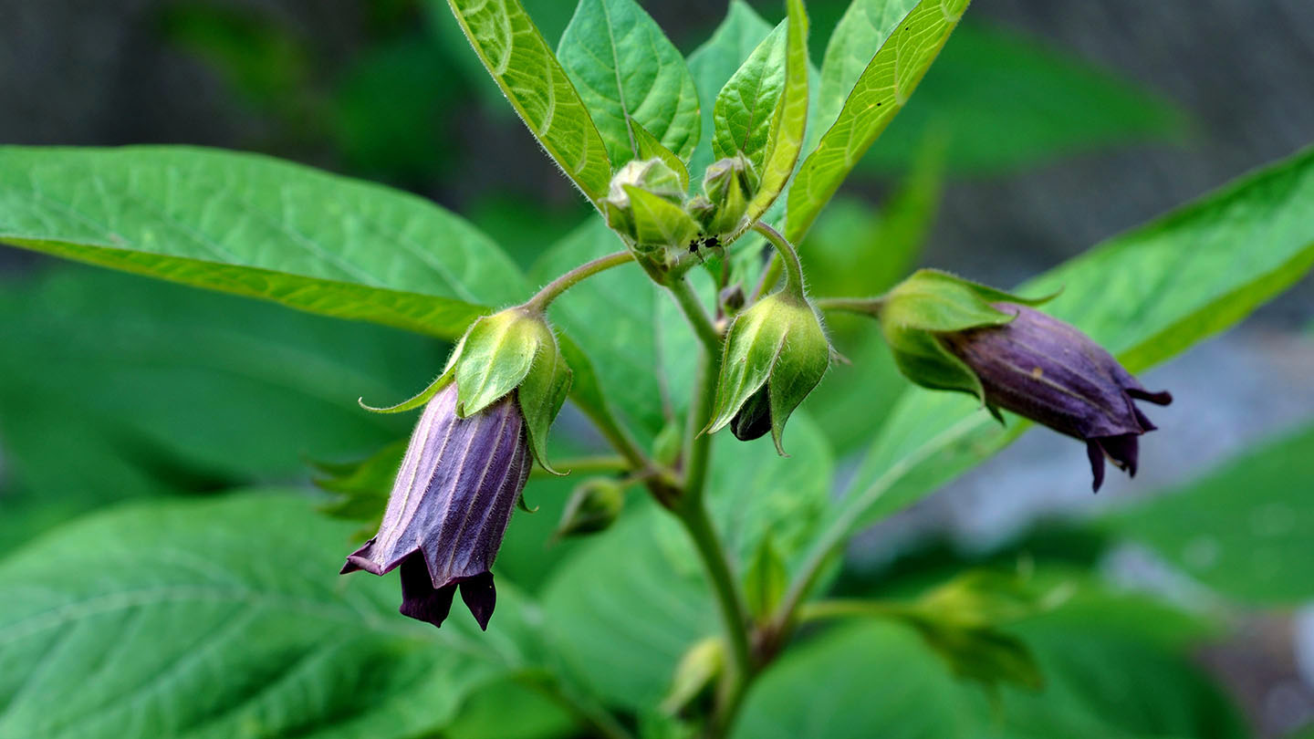 Belladonna pianta