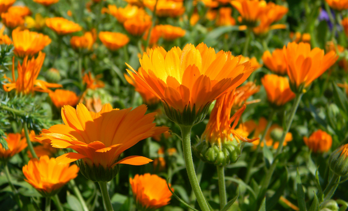 Calendula