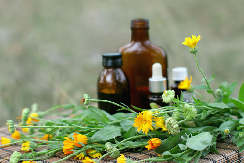 Calendula pianta