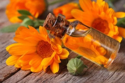 Calendula cosmetica