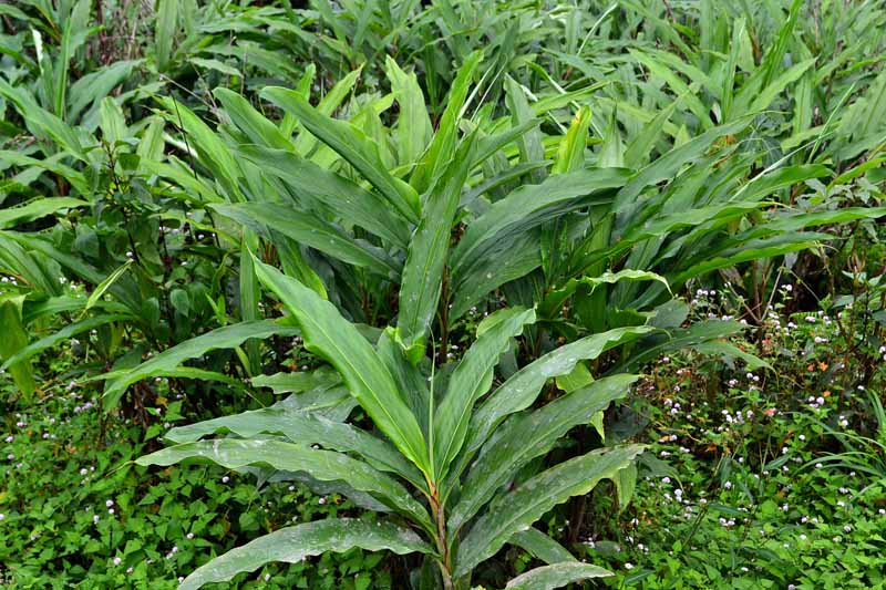 Cardamomo pianta