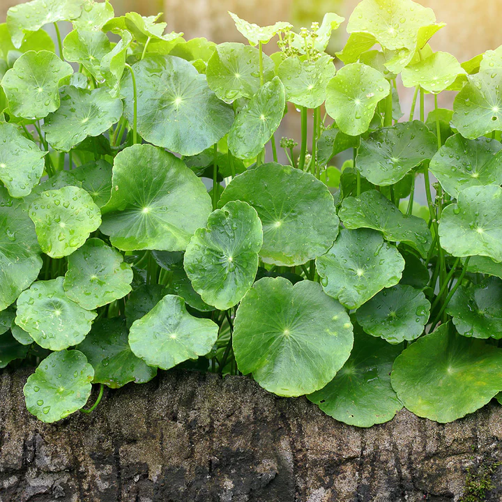 Centella
