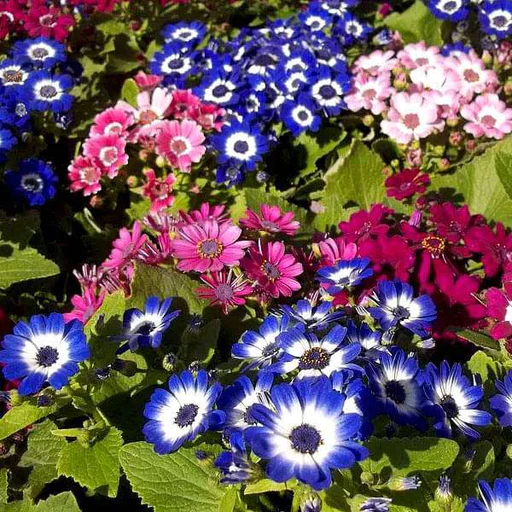 Cineraria pianta