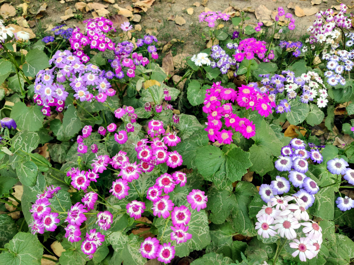 Cineraria erba