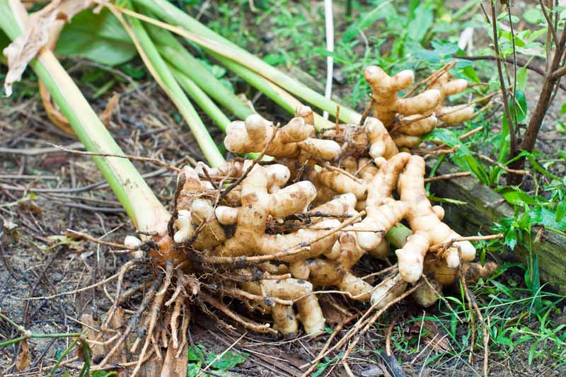 Curcuma