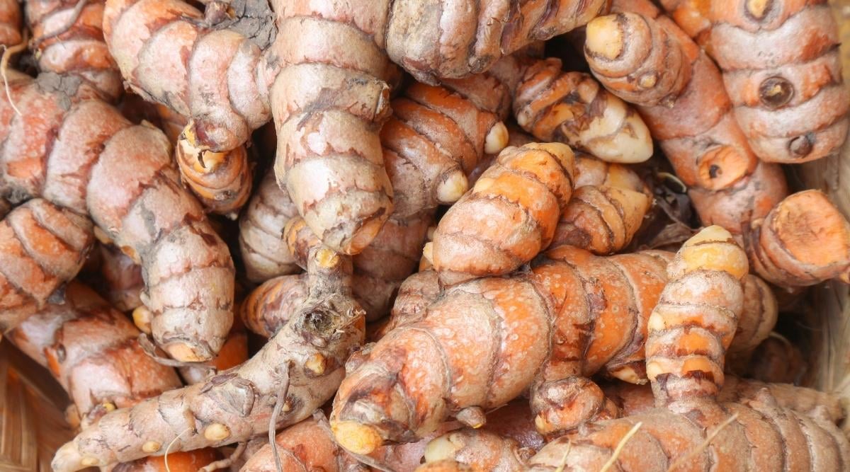 Curcuma erba