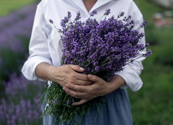 Lavanda