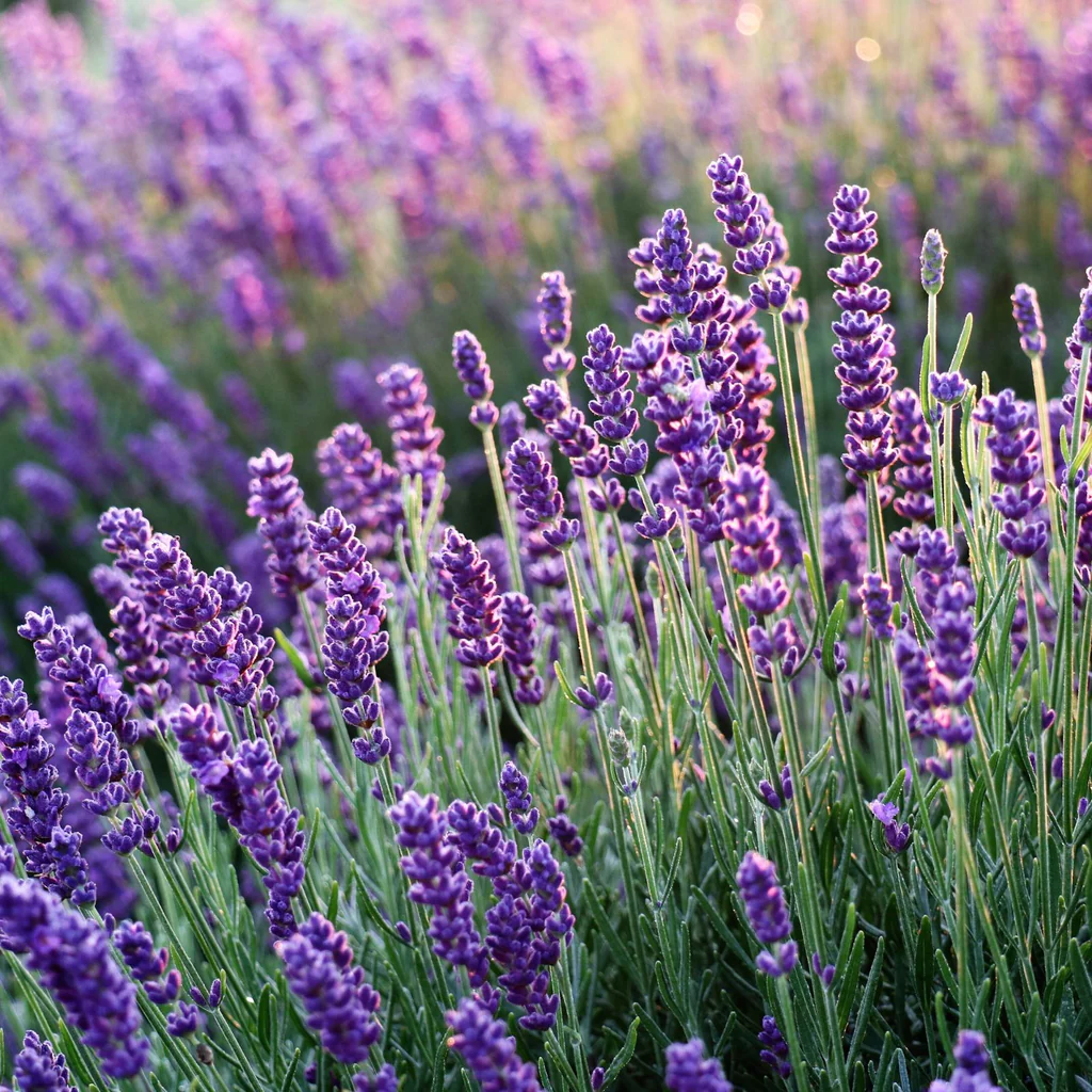 Lavanda coltivare