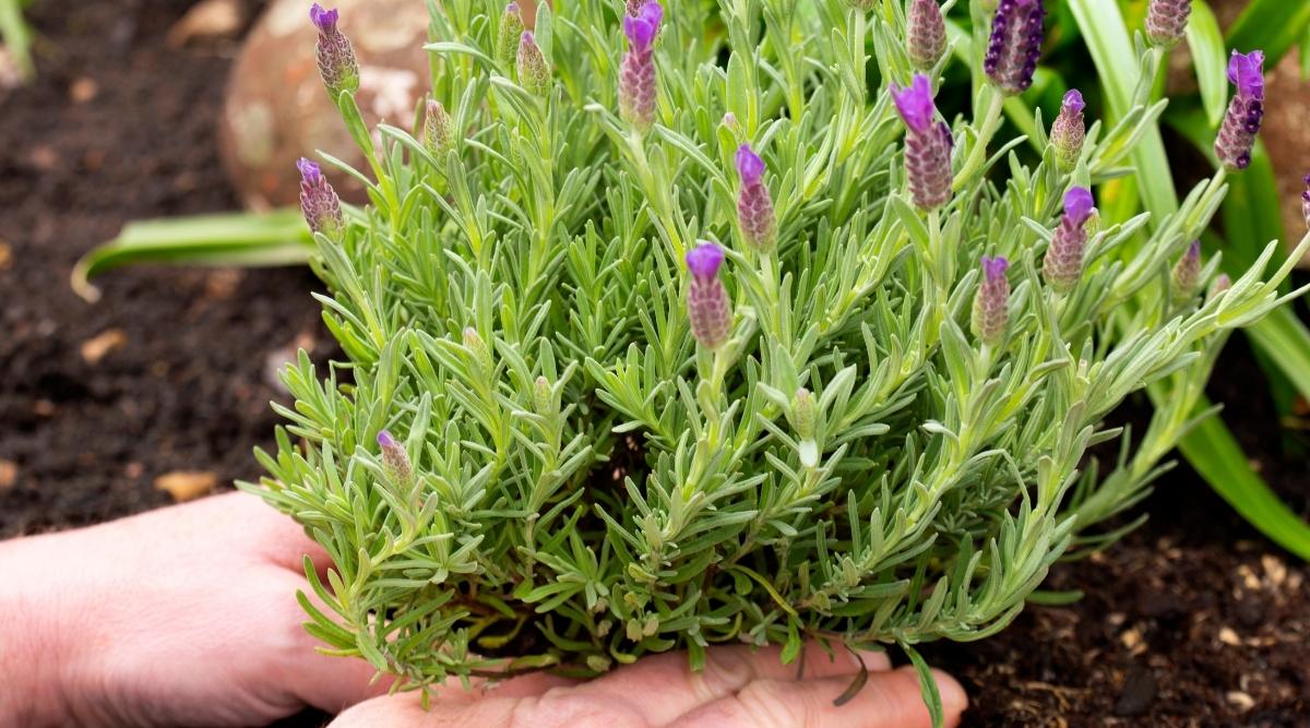 Lavanda pianta