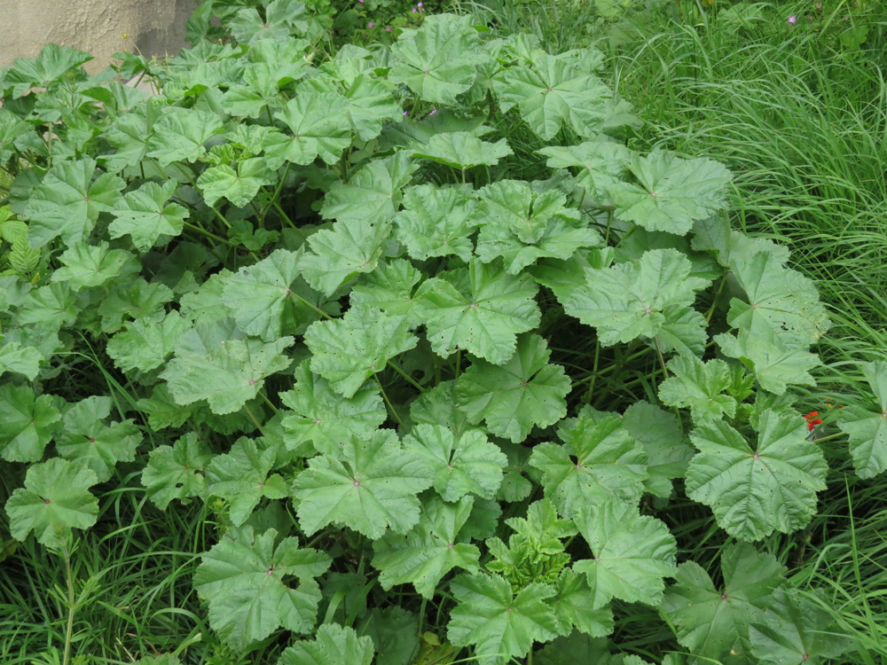 Lavanda