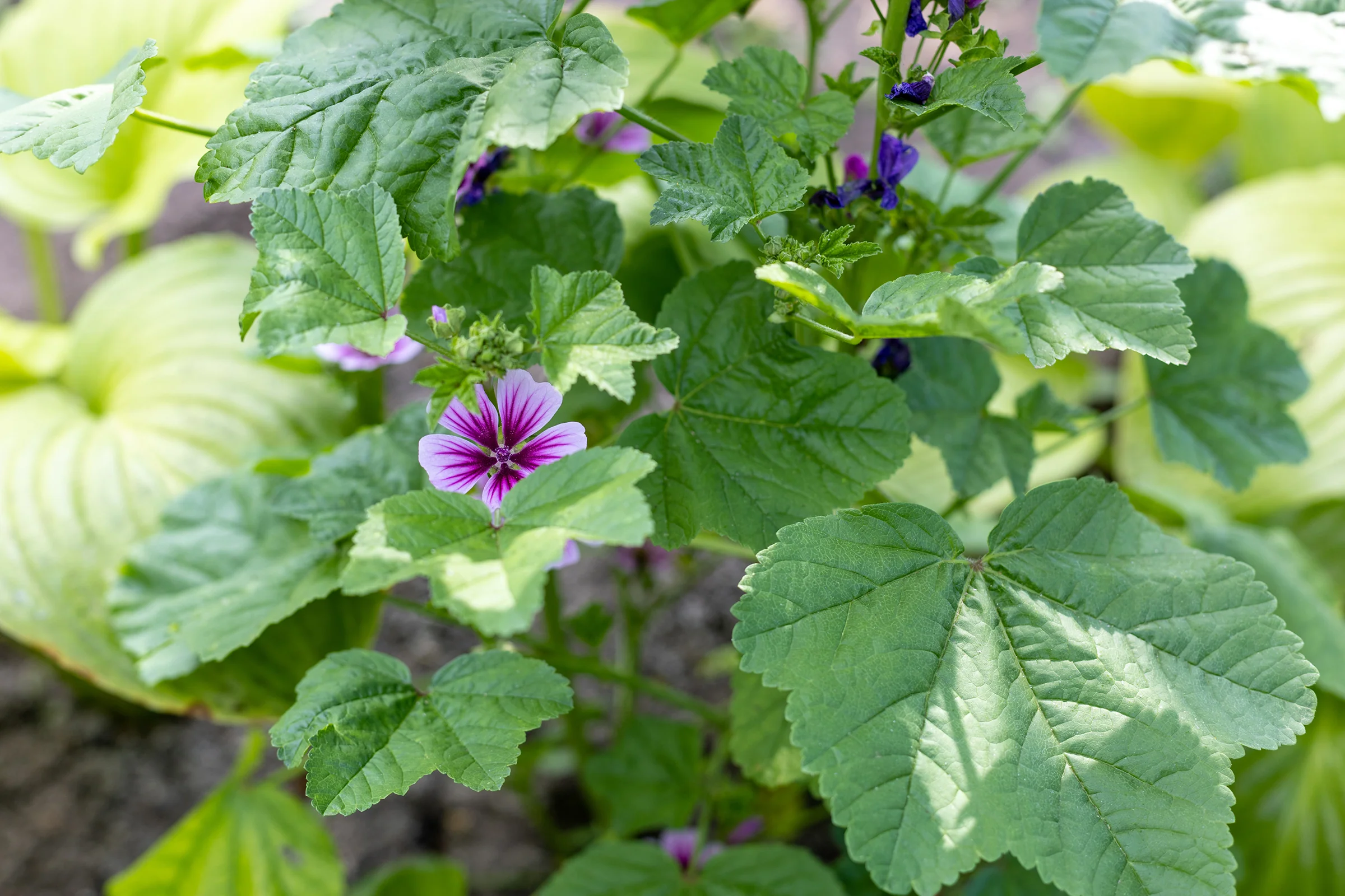 Malva pianta