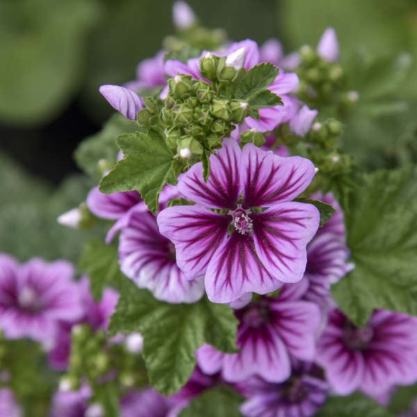 Malva erba