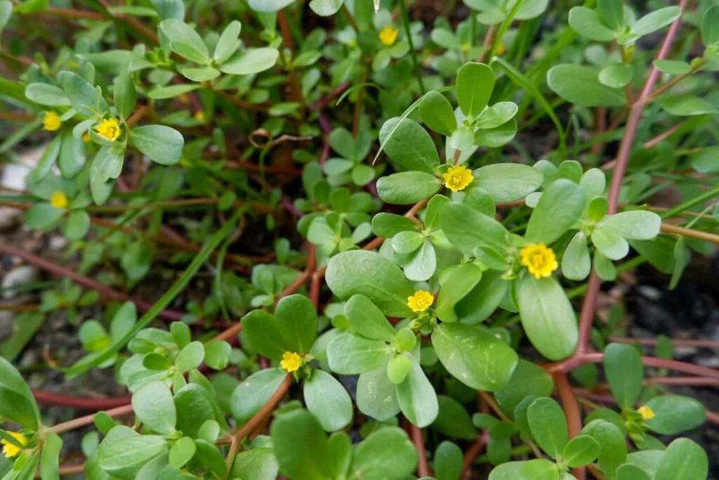 Portulaca pianta