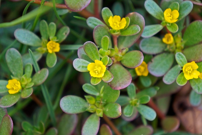 Portulaca erba