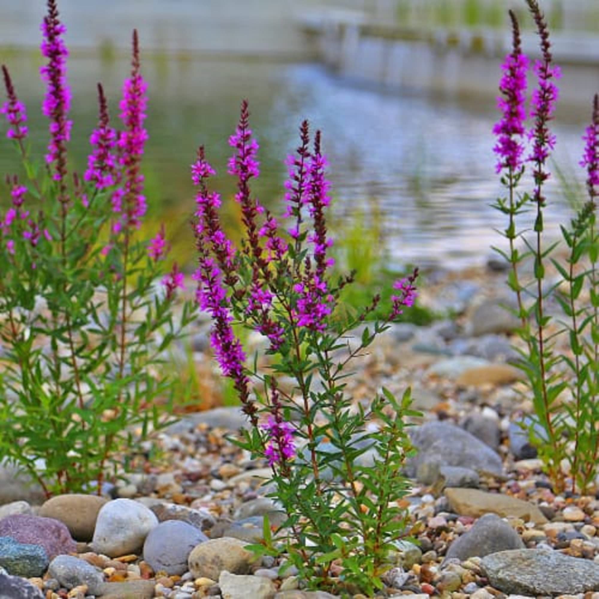 Salicaria pianta