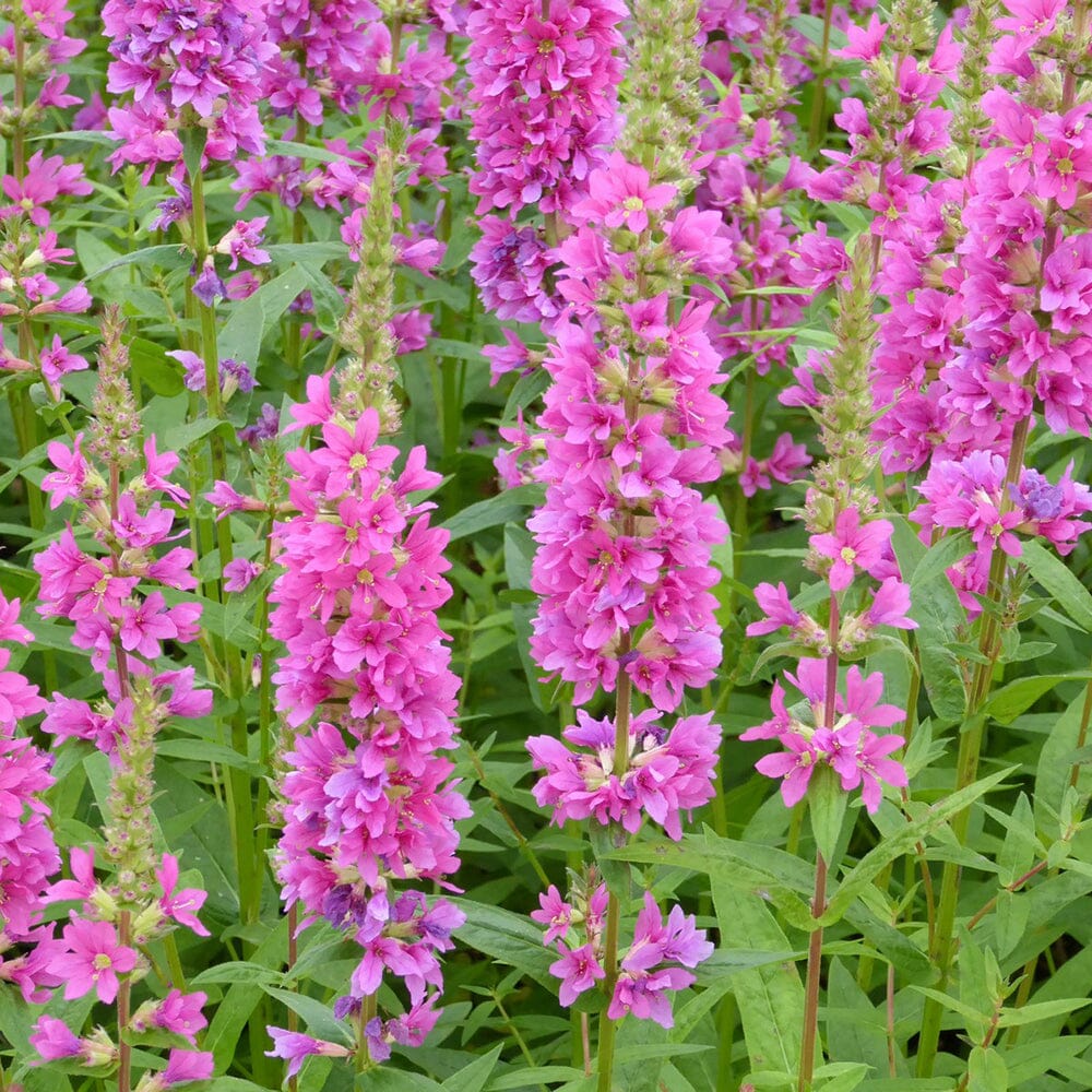 Salicaria erba