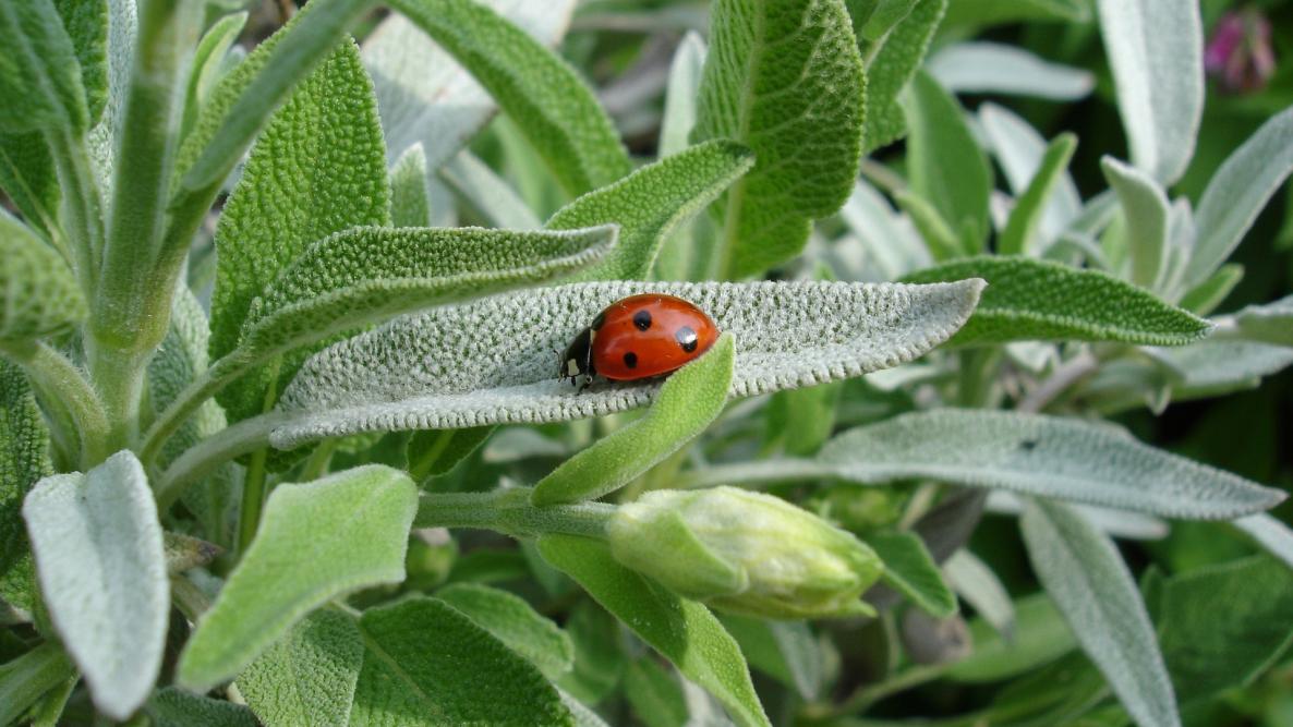 Salvia pianta