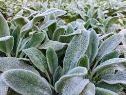 Stachys pianta