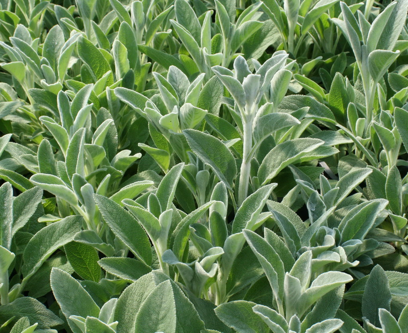 Stachys erba