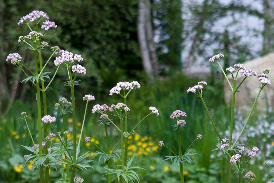 Valeriana