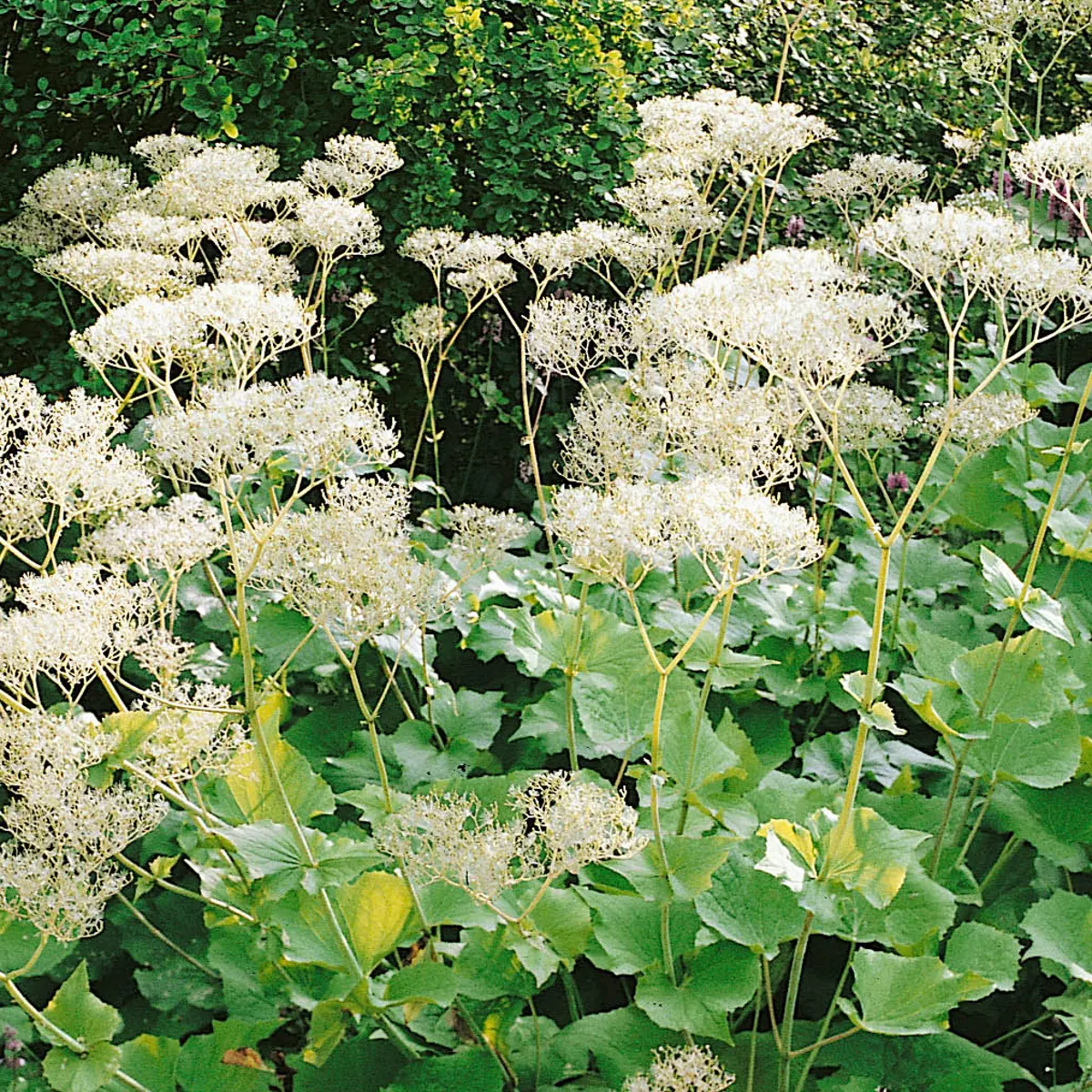 Valeriana pianta