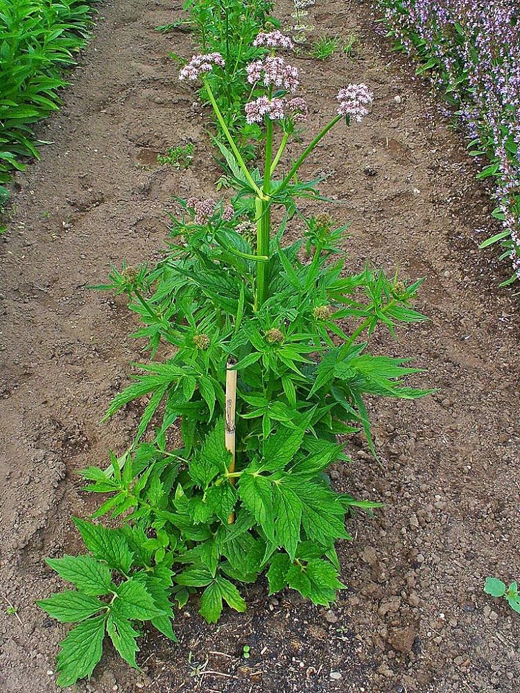 Valeriana erba