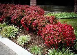 Nandina