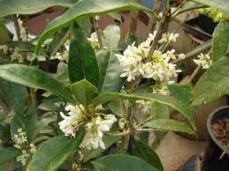 Osmanthus