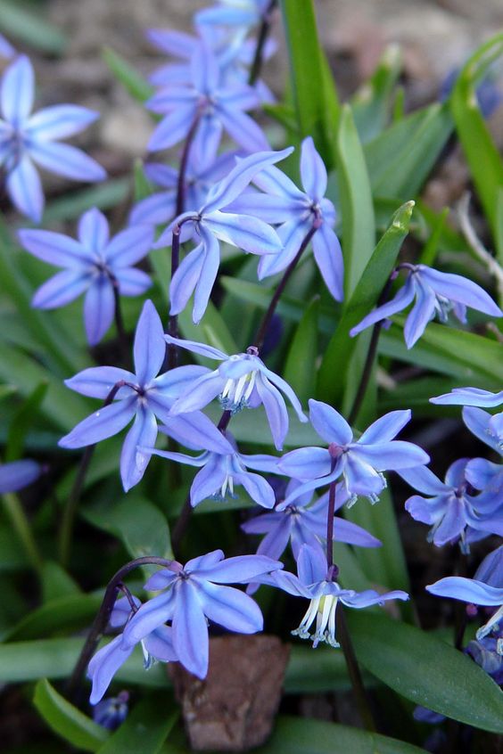 Scilla