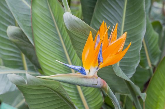 Strelitzia