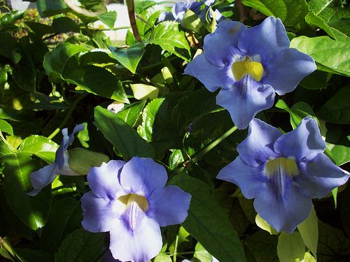 Thunbergia