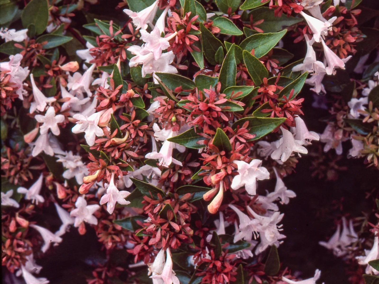 Abelia