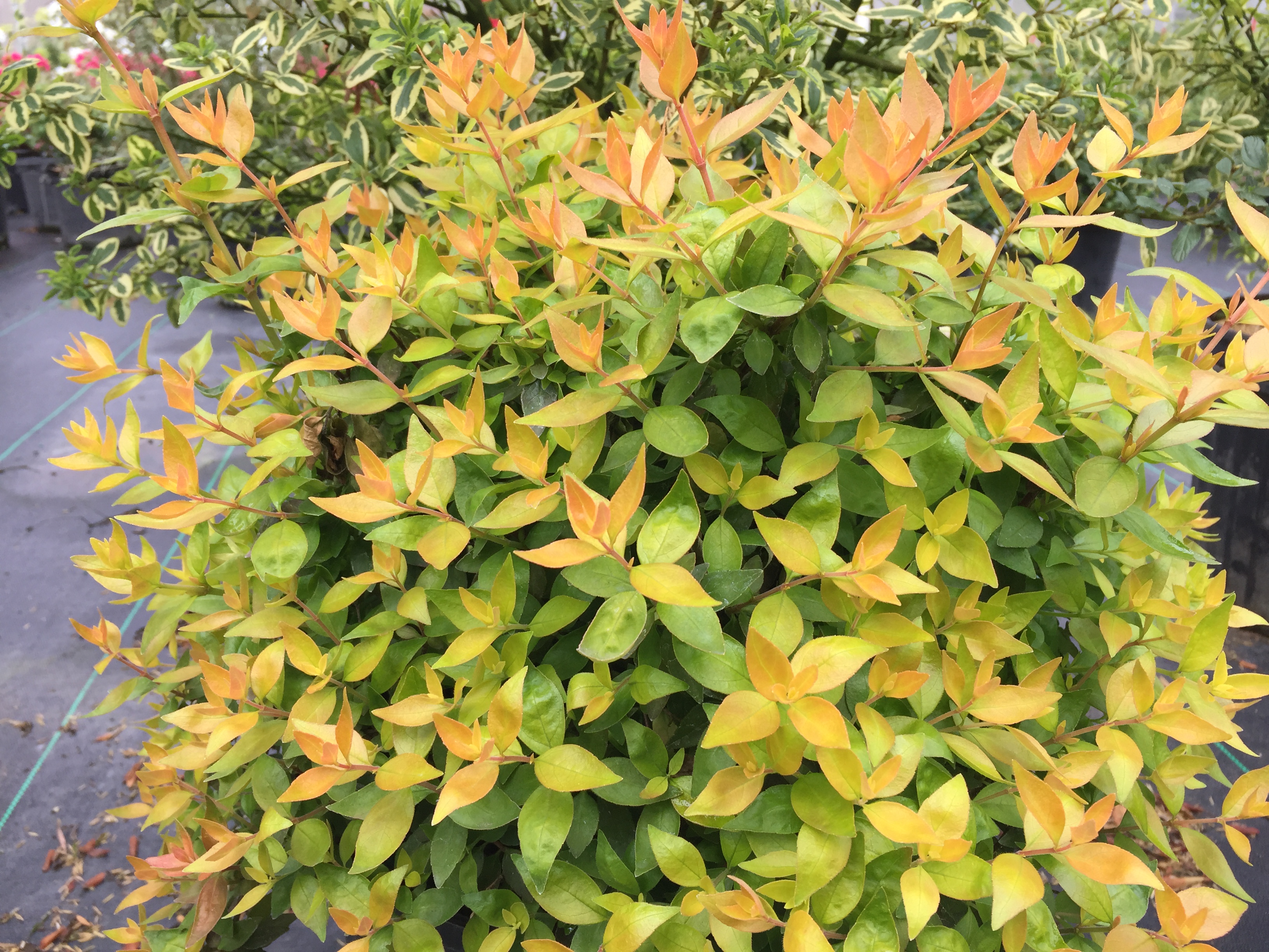 Abelia