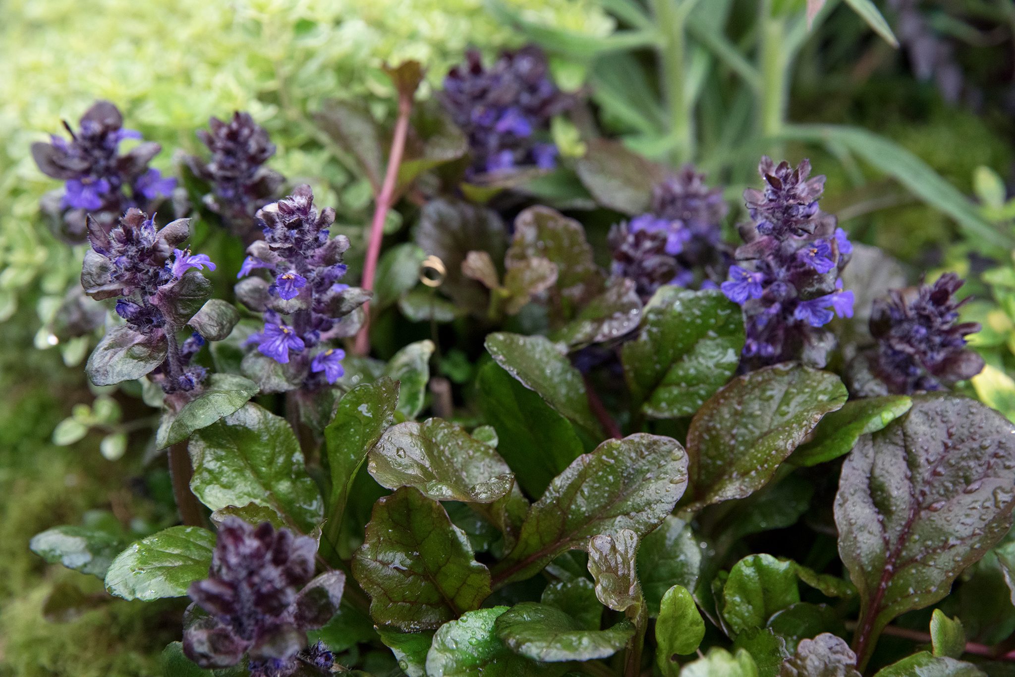 Pianta di Ajuga