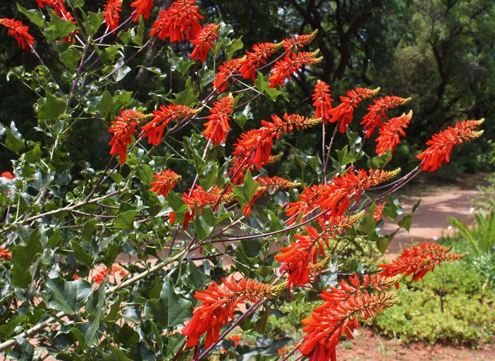 Albero Corallo