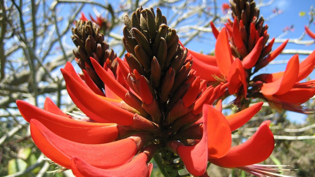 Albero corallo fiori