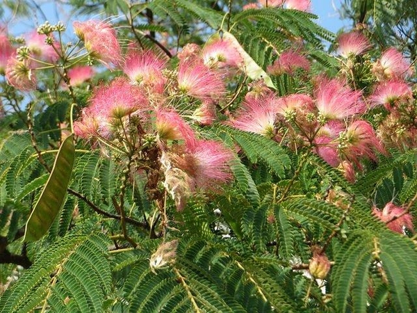 Albizia