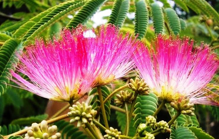 Albizia fiorita