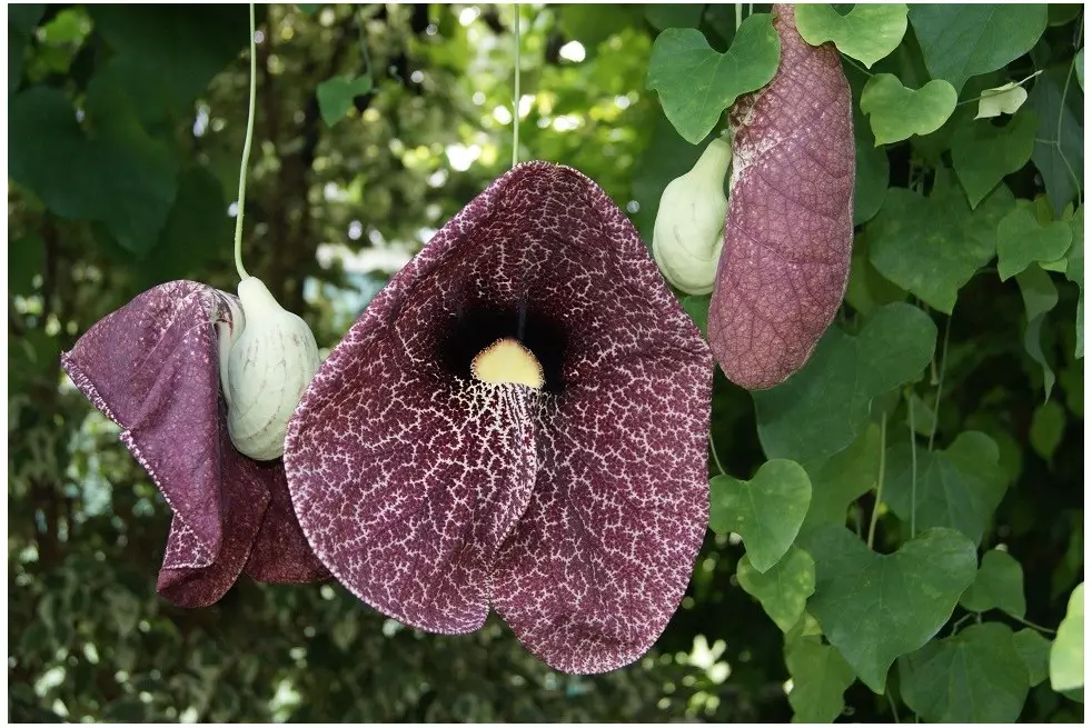 Aristolochia