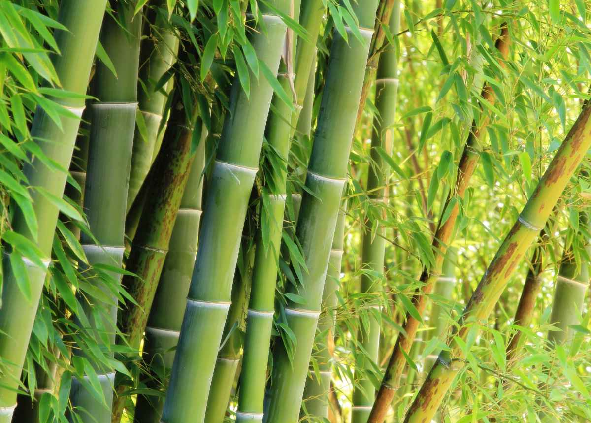 Bambu'