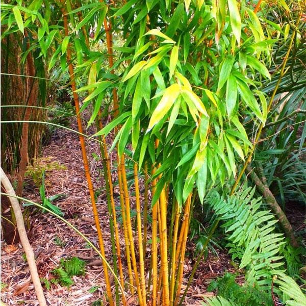 Pianta di Bambu'