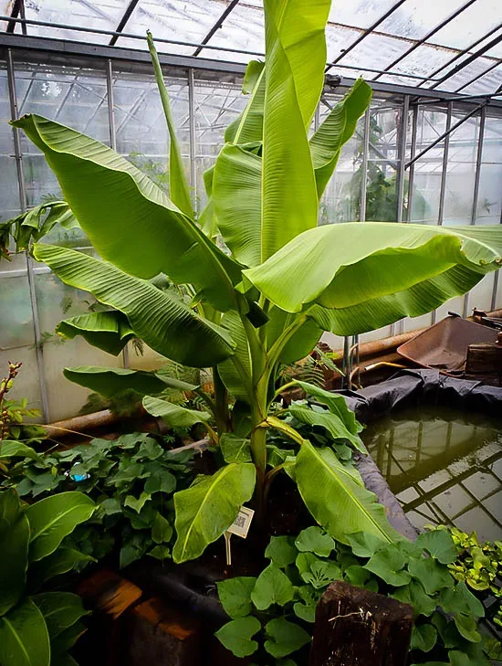 Banano Nano pianta