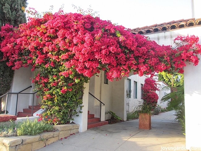 Bougainvillea