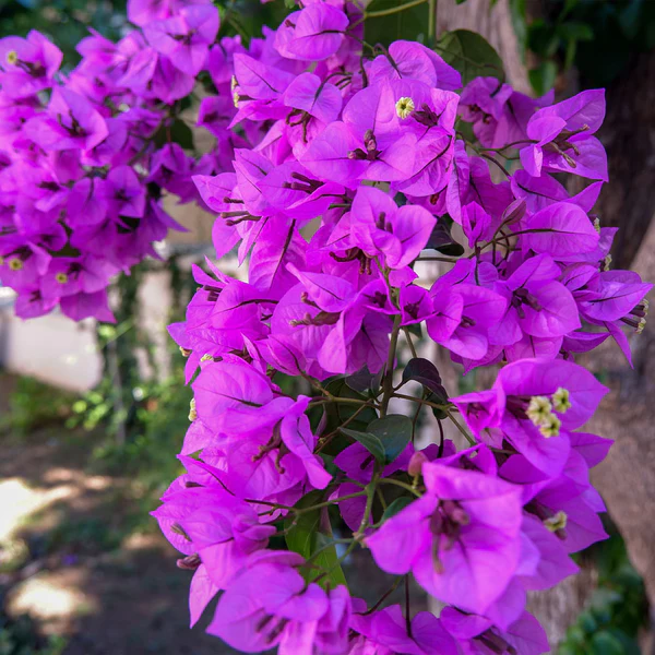 pianta di Bougainvillea