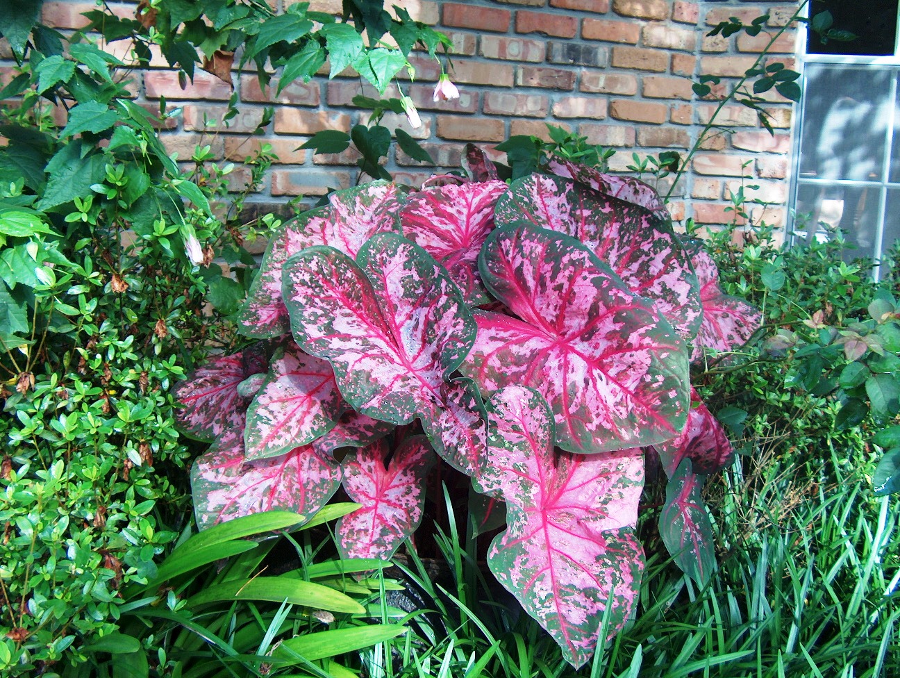 Caladium